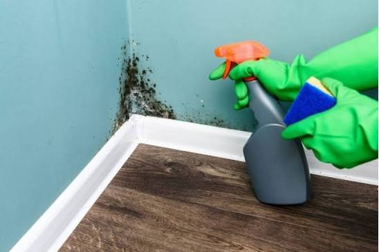Mould Removal
